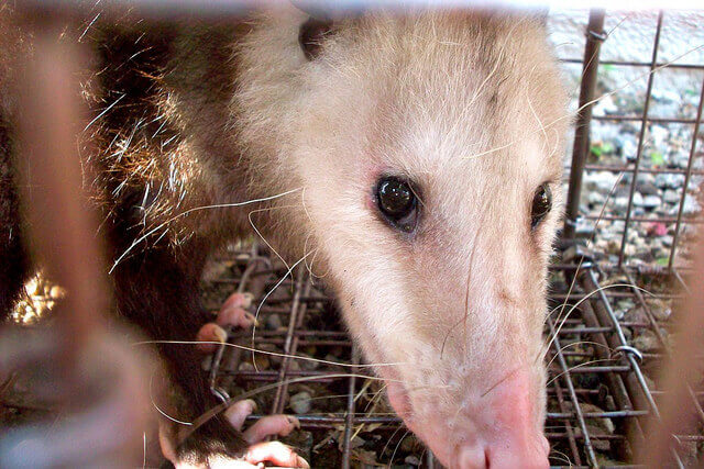 Great Animal Control Fresno of the decade The ultimate guide 