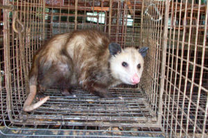 Animal trapper in Riverside CA