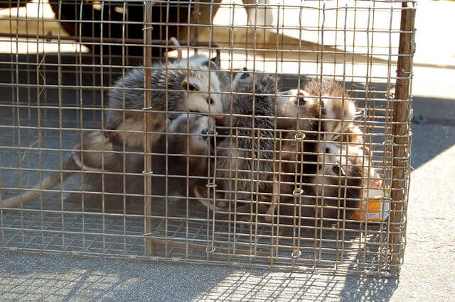 San Bernardino Animal Removal & Trapping
