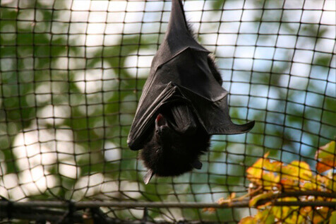 Bat trapper Riverside CA