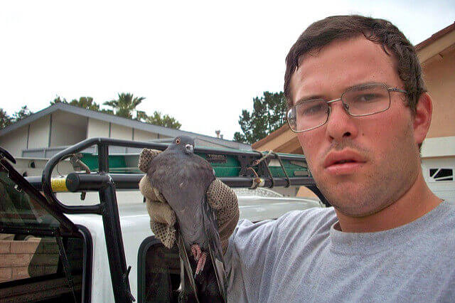 Los Angeles bird trapping and removal