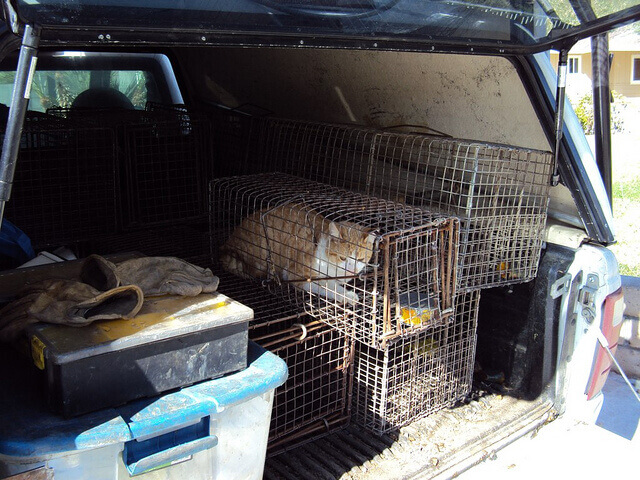 San Bernardino cat trapping and removal