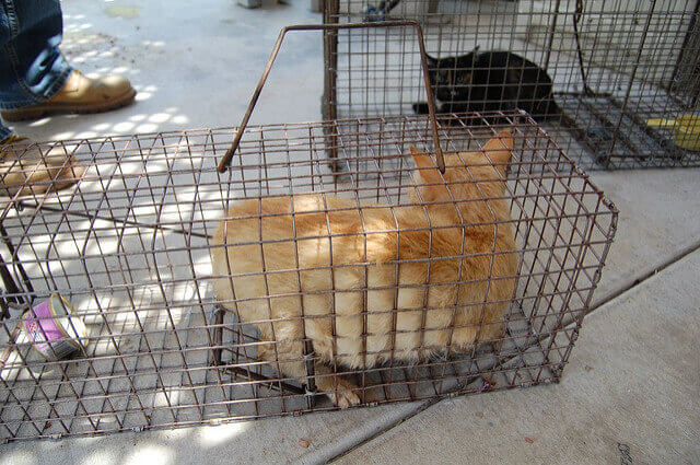 Cat trapping and removal in Fresno CA