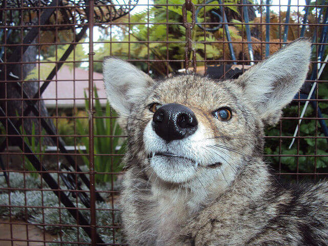 Coyote trapping and removal Fresno