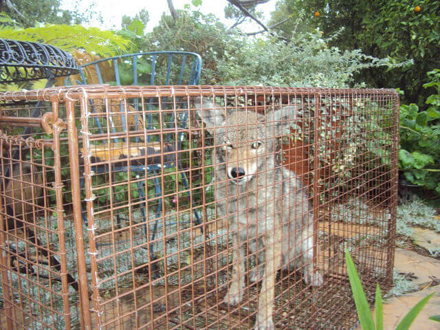 San Bernardino coyote trapping and removal