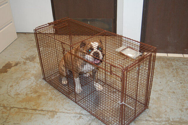 canine trapping and removal San Bernardino CA