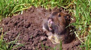 Gopher trapping and removal Riverside CA