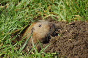 Orange County gopher trapping