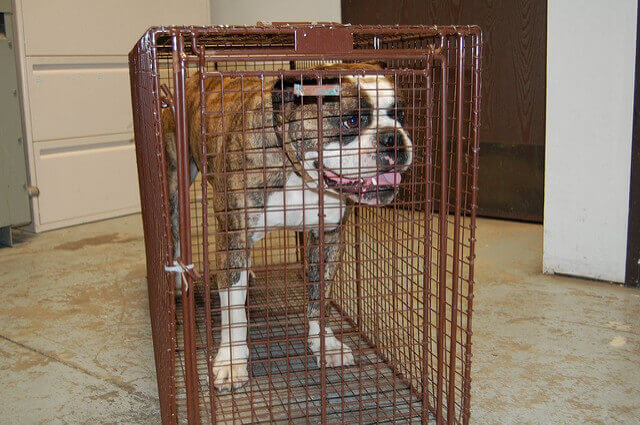 Dog trapping and removal Los Angeles