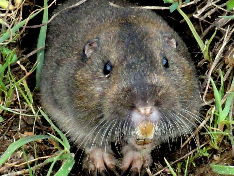 Gopher trapping and removal in Los Angeles CA