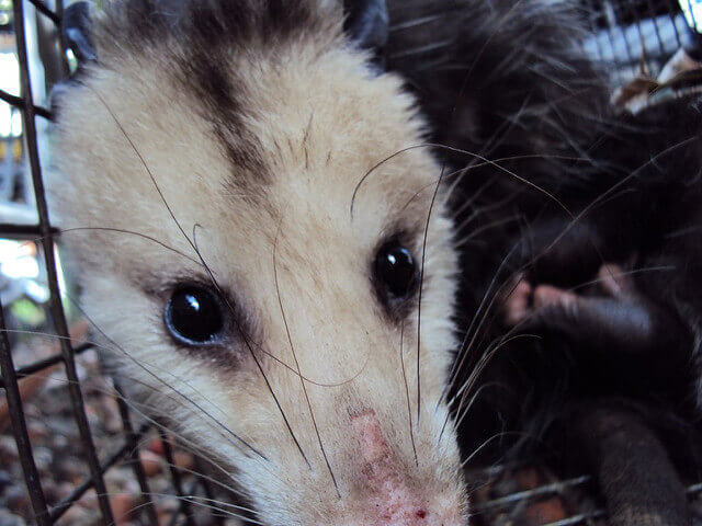 Opossum trapper San Bernardino