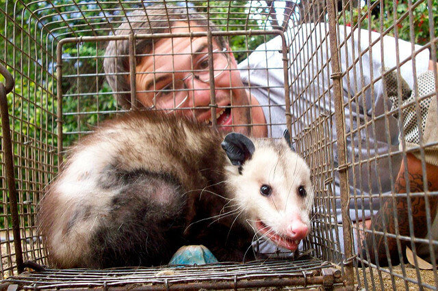 Opossum trapping and removal in Riverside CA