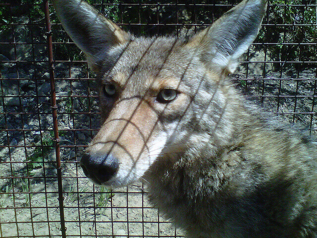Coyote Trapping Orange County