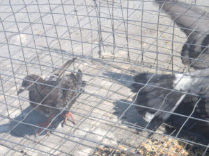 Riverside CA pigeon trapping and removal