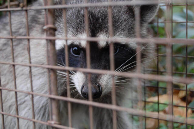 Raccoon trapping and removal Los Angeles