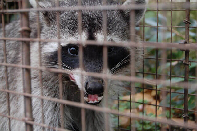 Orange County raccoon trapping and removal