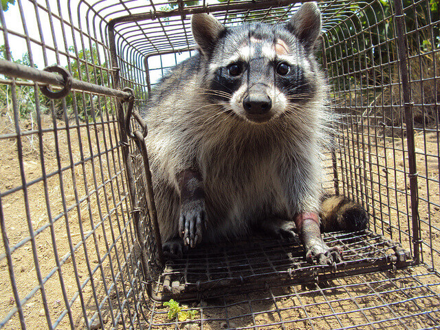 Raccoon trapper in Riverside CA