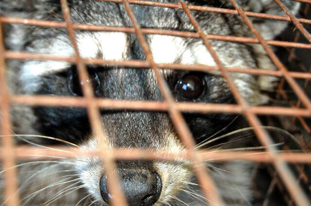 Raccoon trapper San Bernardino