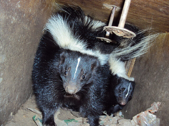 skunk removal Fresno CA