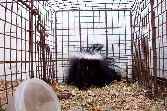 skunk trapping and removal Orange County