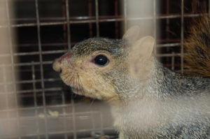 Los Angeles Squirrel Removal