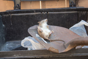Dead Animal Removal Orange County