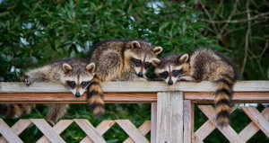 All City Animal Trapping Service Areas