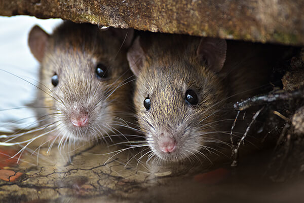 Two rats poking out from under concrete overhang