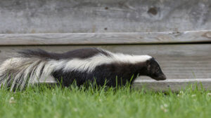 Skunk Trapping and Removal