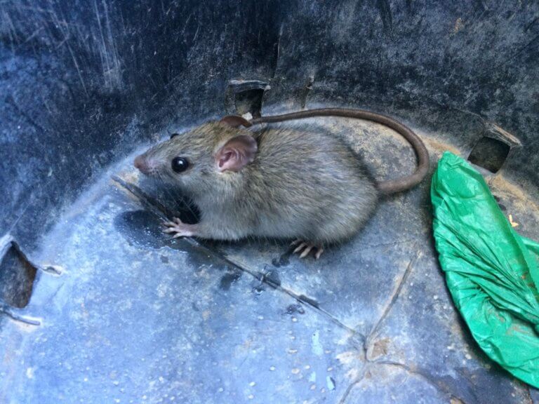 Mouse & Rodent Trapping & Removal Photo Gallery