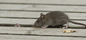 Rat Trapping and Removal