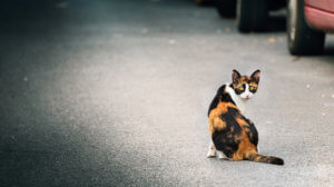 Feral Cat Removal