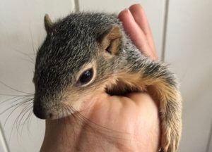 Squirrel Removal Photo Gallery