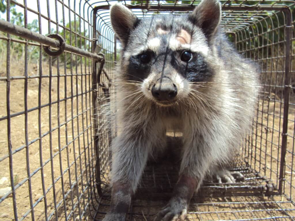 Los Angeles Raccoon trapped in a cage