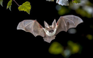 5 Effective Bat Removal Tips for Home and Garden