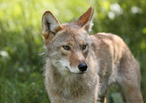 Reasons to Consider a Coyote Removal Professional