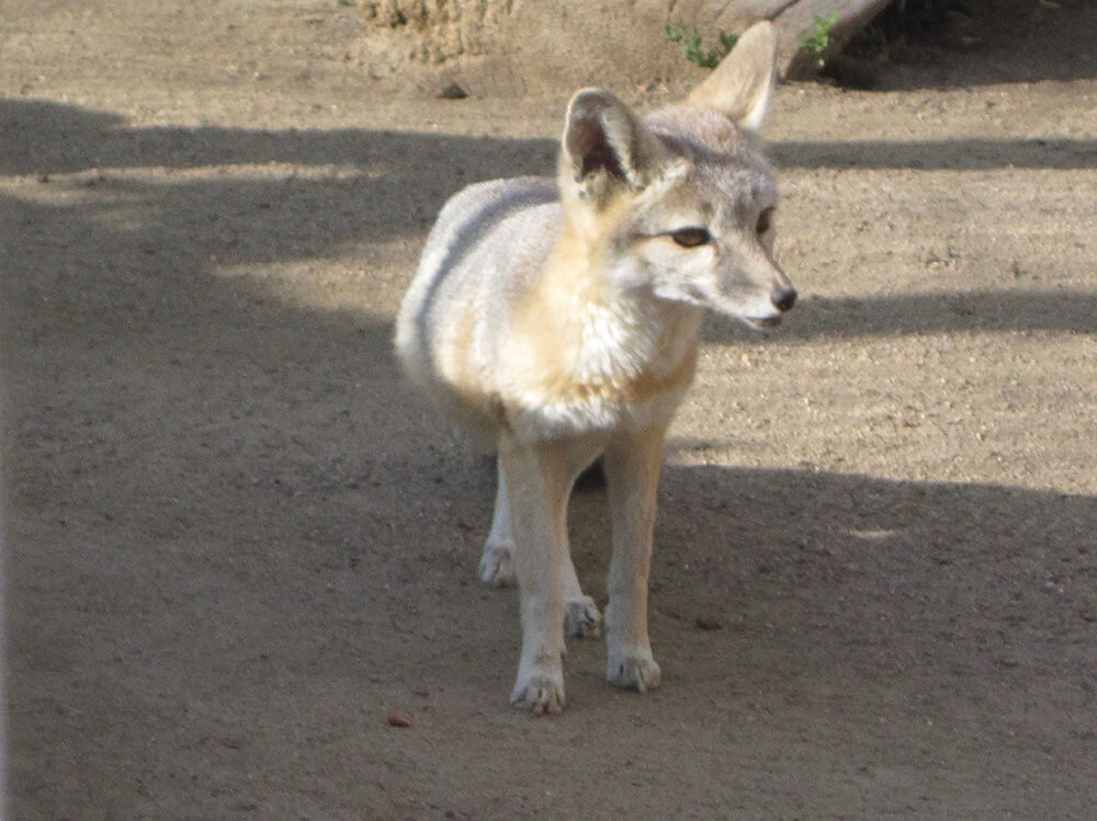 Los Angeles Coyote Trapping & Removal