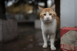 Feral Cat Removal