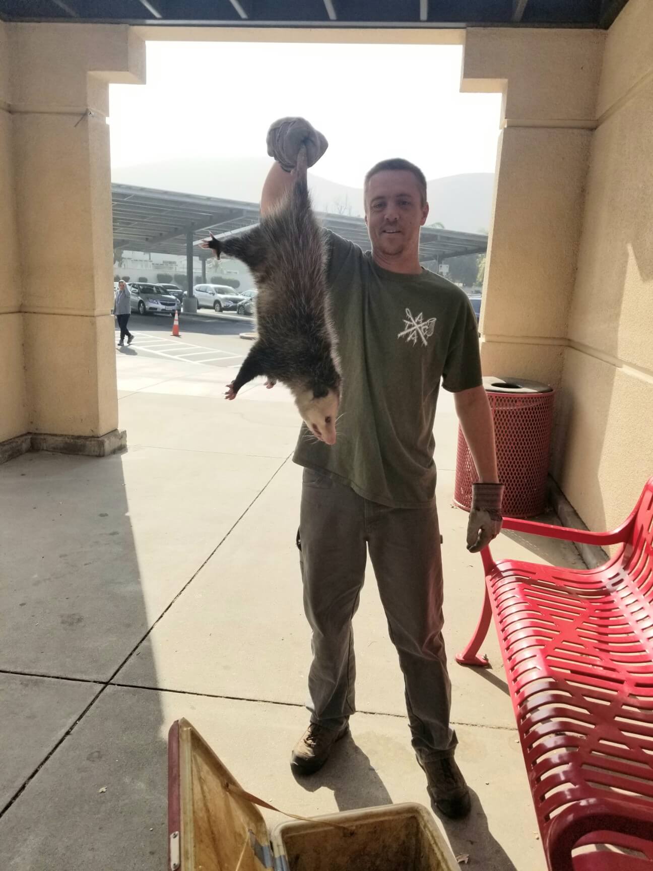 Los Angeles Opossum Removal