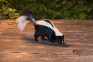 Skunk Removal