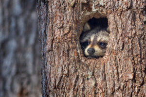 Dead Animal Removal Riverside County