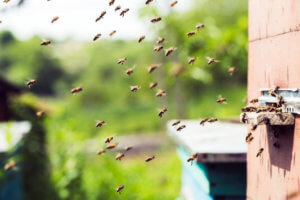 Bee Relocation Los Angeles