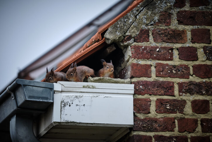 Dealing with Animal in the Wall Removal