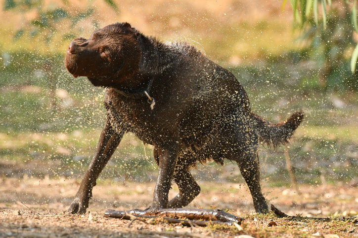 Wild Canine Removal