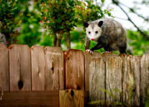 Get Rid of Opossums