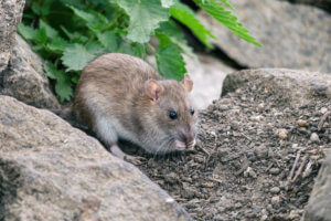Rat Removal Long Beach