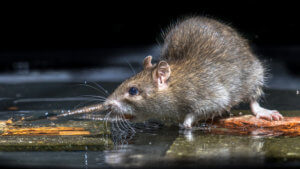 Rat Removal Sherman Oaks