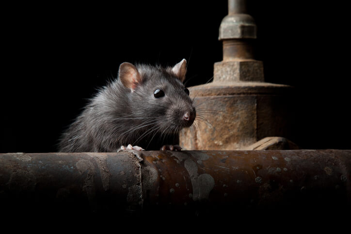 Rat Removal Studio City
