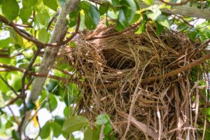 Bird Nest Removal