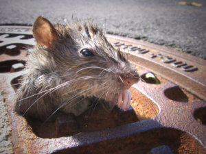 Rat Removal Torrance